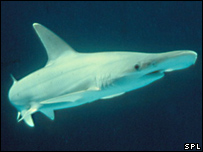 42959691_bonn_spl_203b